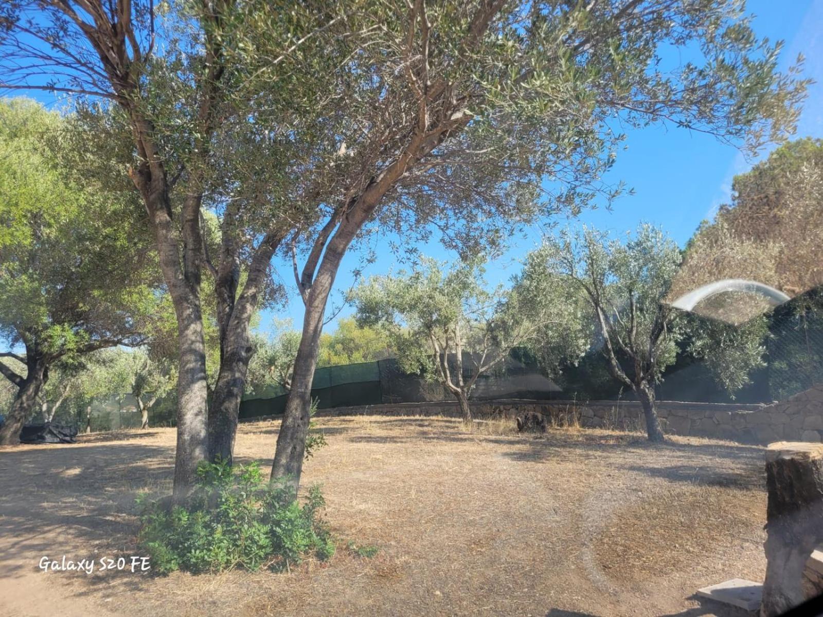 Residenza Degli Ulivi Apartment Olbia Ngoại thất bức ảnh